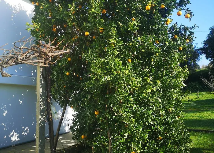Casal De Perros A Coruna